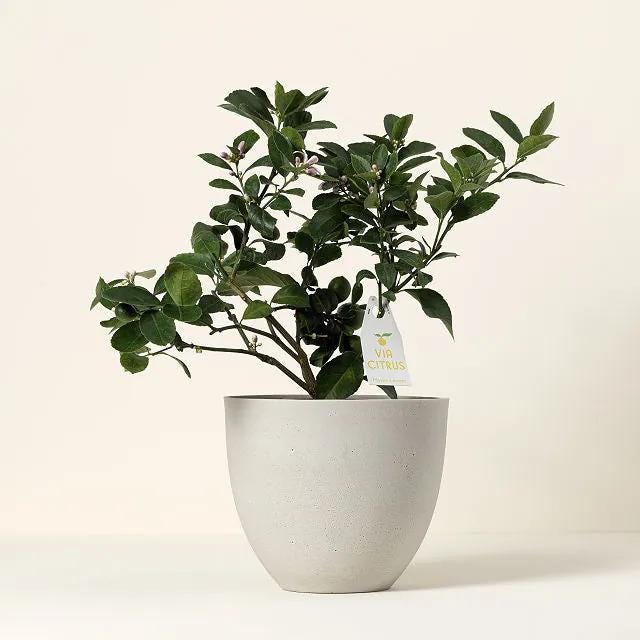 Grow Anywhere Meyer Lemon Tree Grow Anywhere Meyer Lemon Tree