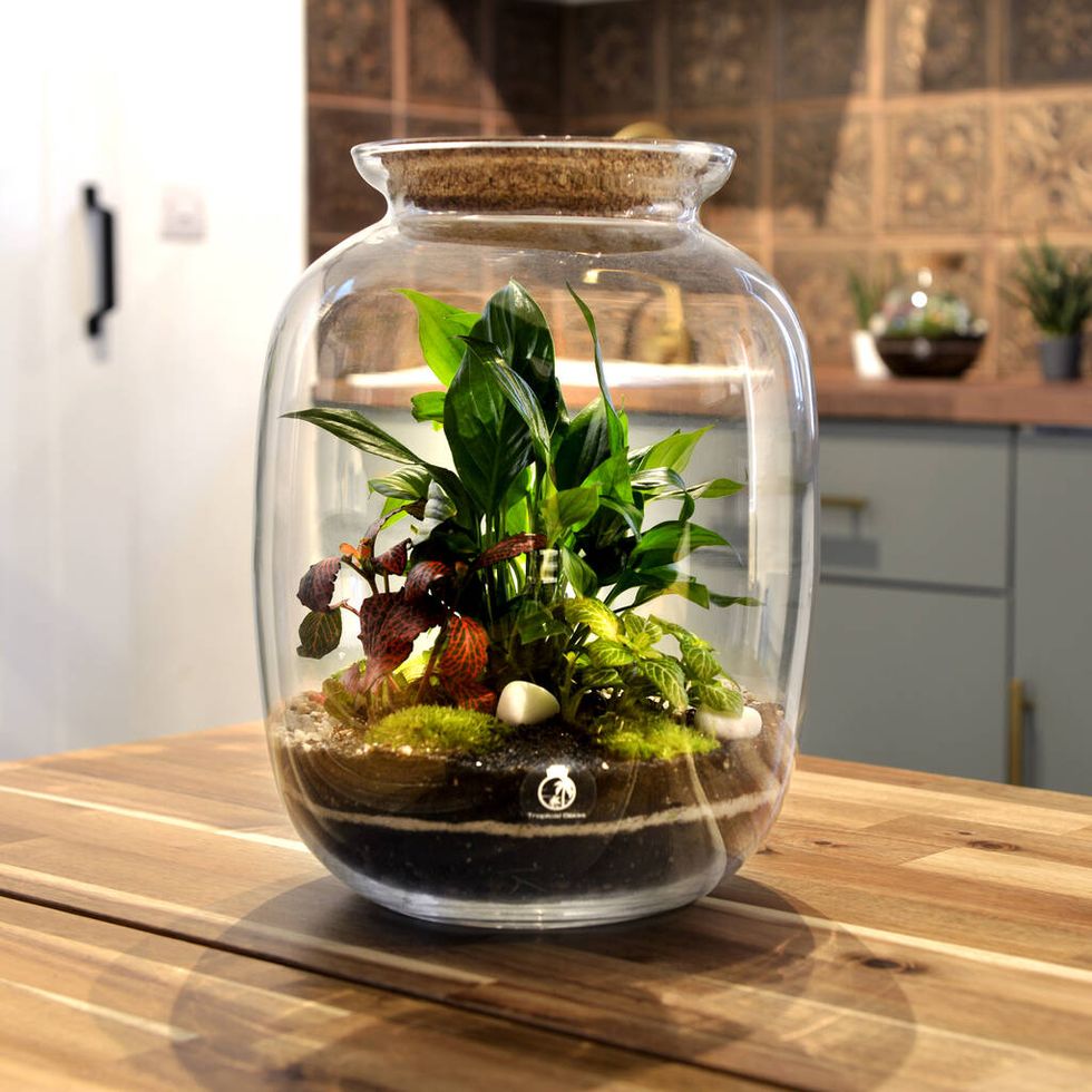 DIY Terrarium Kit for Tropical Plants