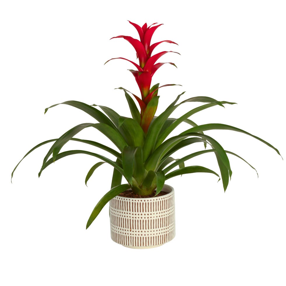 Bromeliad