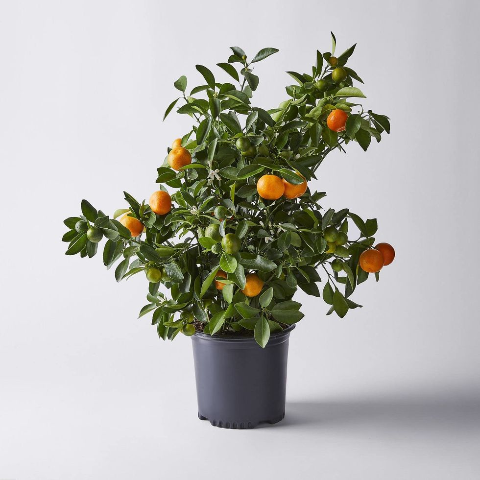 Calamondin Citrus Plant