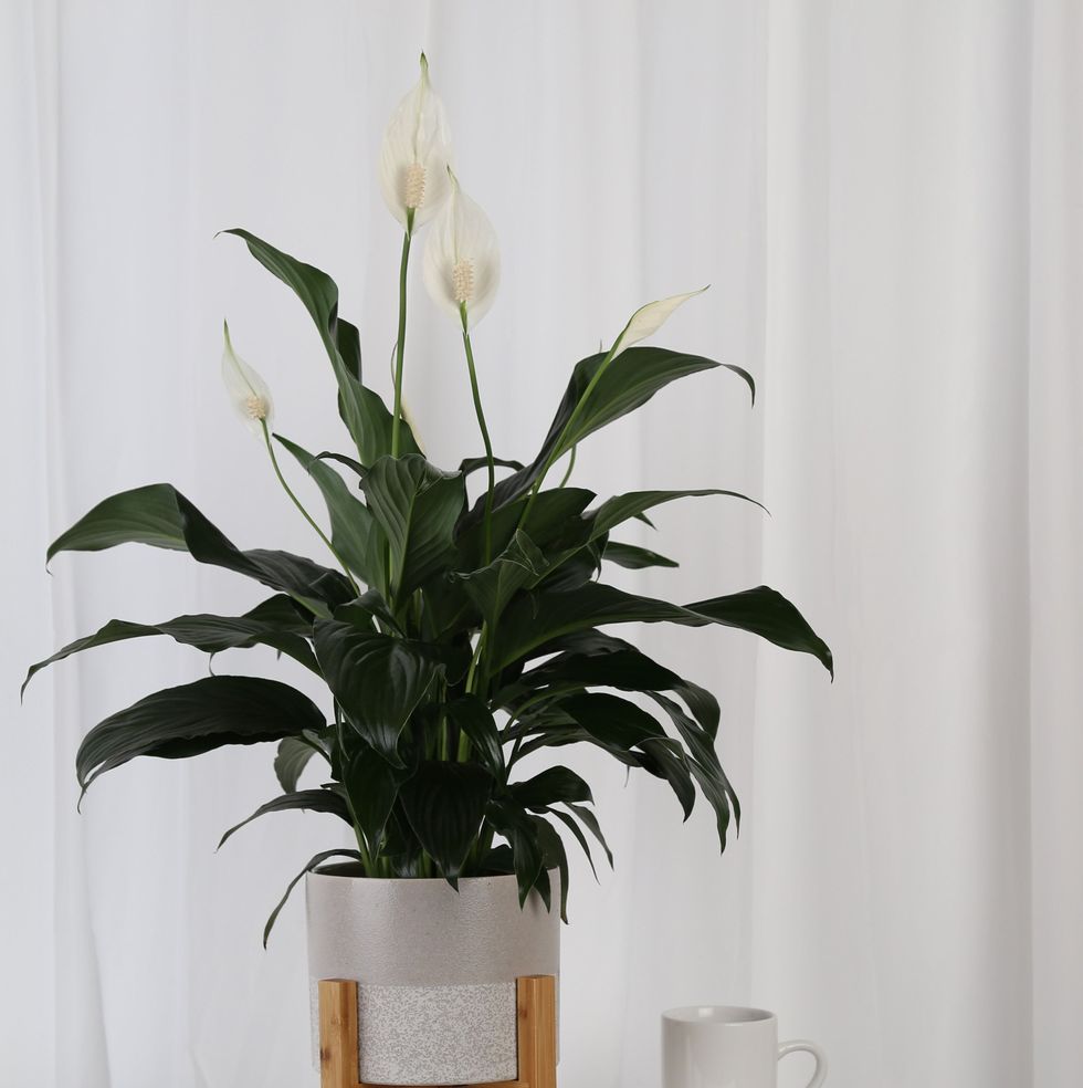20 Best Indoor Flower Pots 2023: Shop Our Stylish Picks