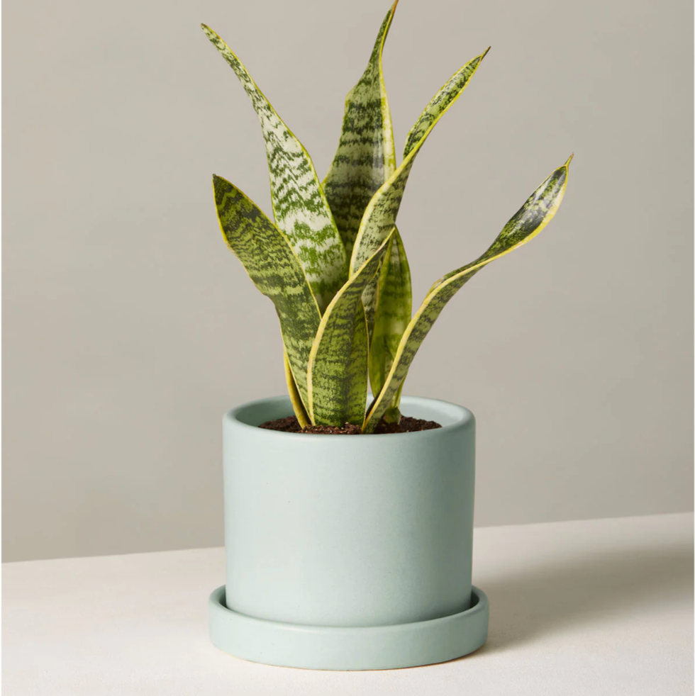 Snake Plant Laurentii Snake Plant Laurentii