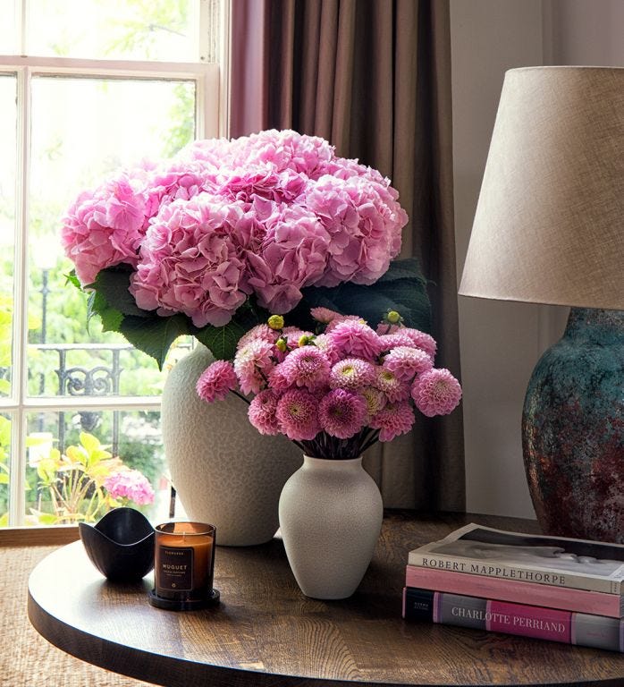 Pink Knickers Hydrangea