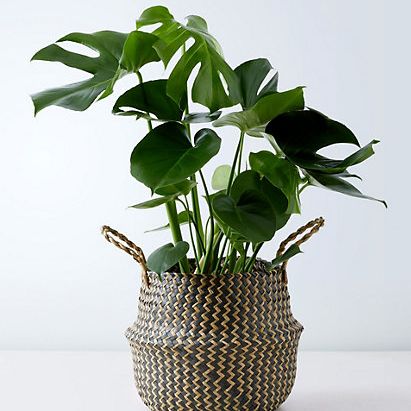 Monstera basket is extra large