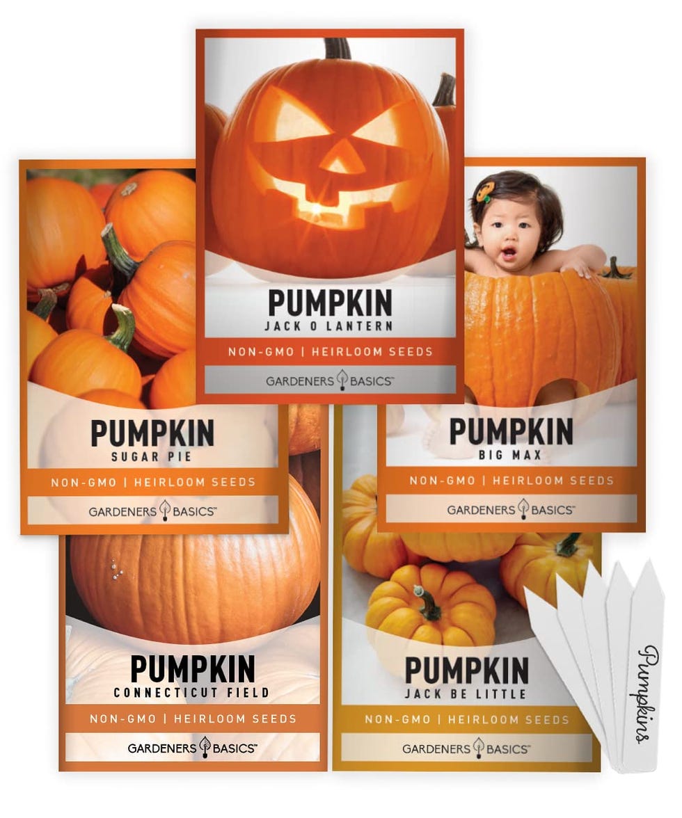 Pumpkin Seeds