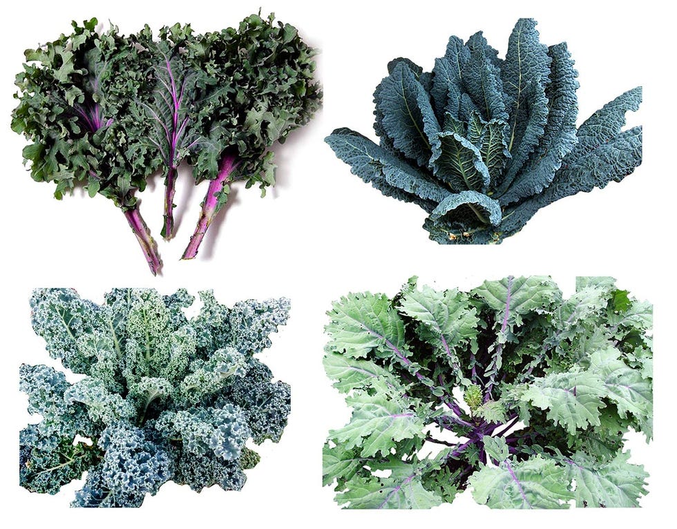 Kale Seeds