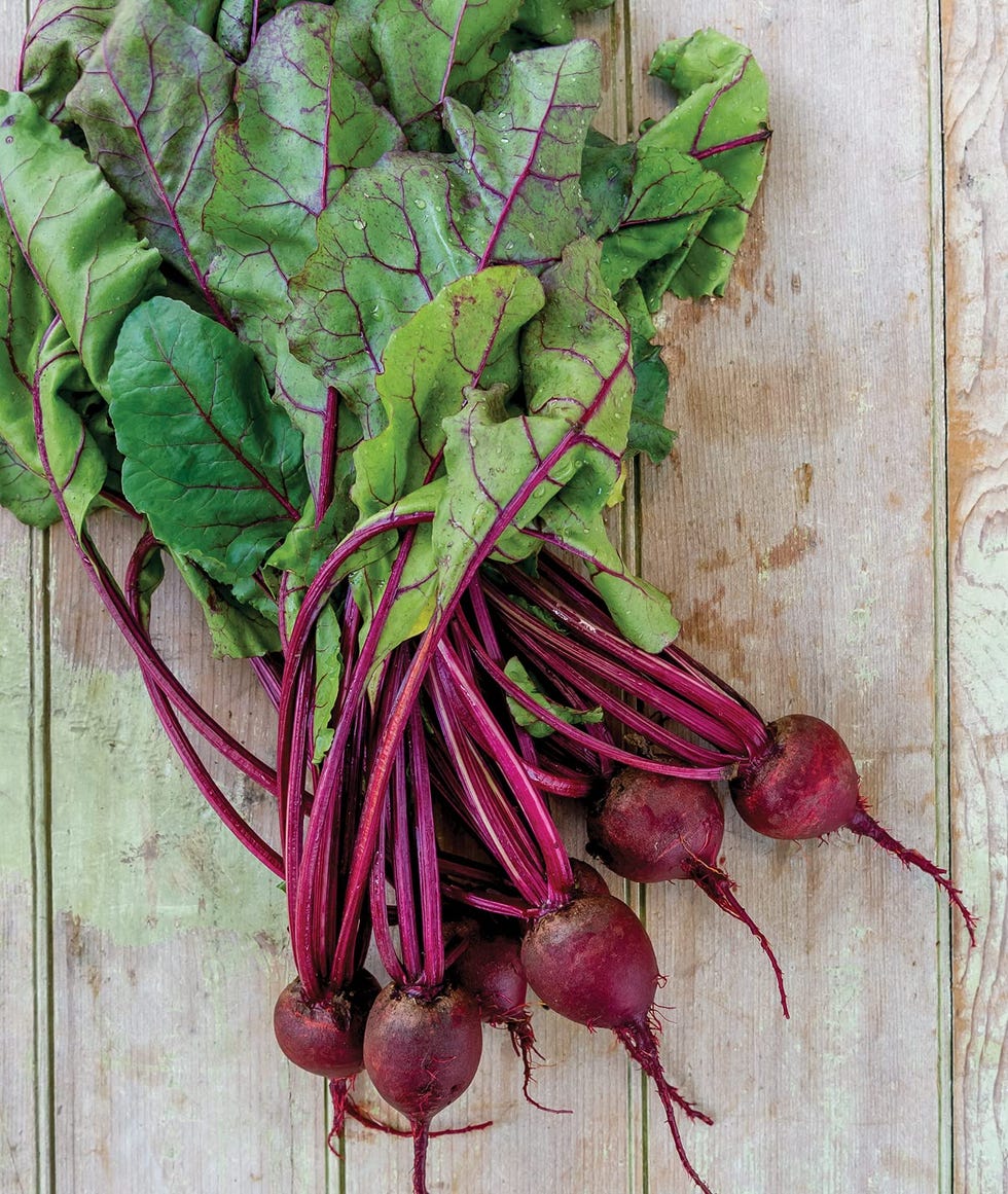 Beet Seeds