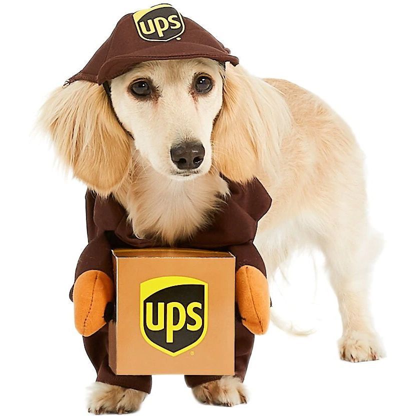 Dog dressed as outlet ups