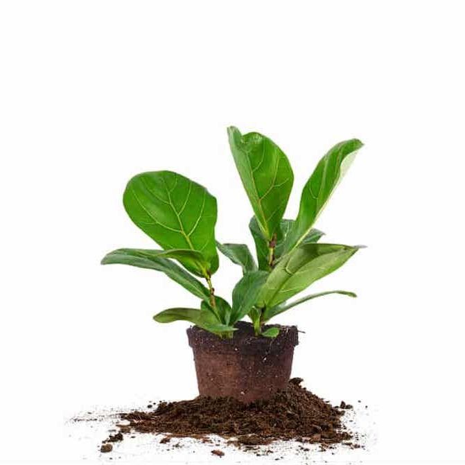 https://hips.hearstapps.com/vader-prod.s3.amazonaws.com/1690384405-fiddle-leaf-fig-plant-buy-online-best-housewarming-gifts-64c137ed9568c.jpg?crop=0.9626972740315638xw:1xh;center,top&resize=980:*