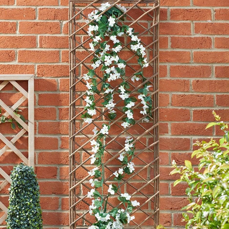 Climbers & Creepers Plants buy Online at cheap price on