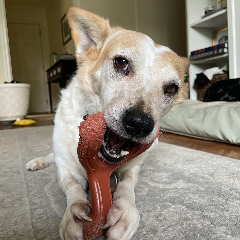 The Best Indestructible Dog Toys