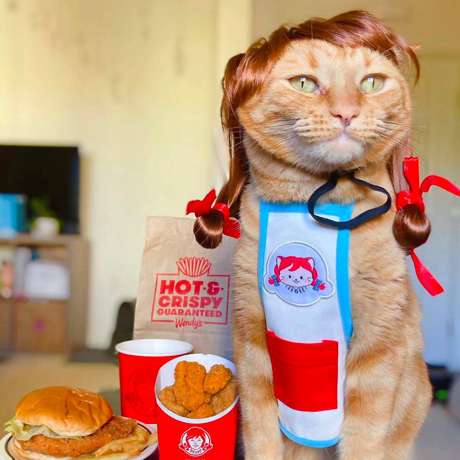 pet cat costumes
