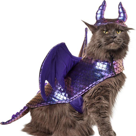 Dragon Cat Costume