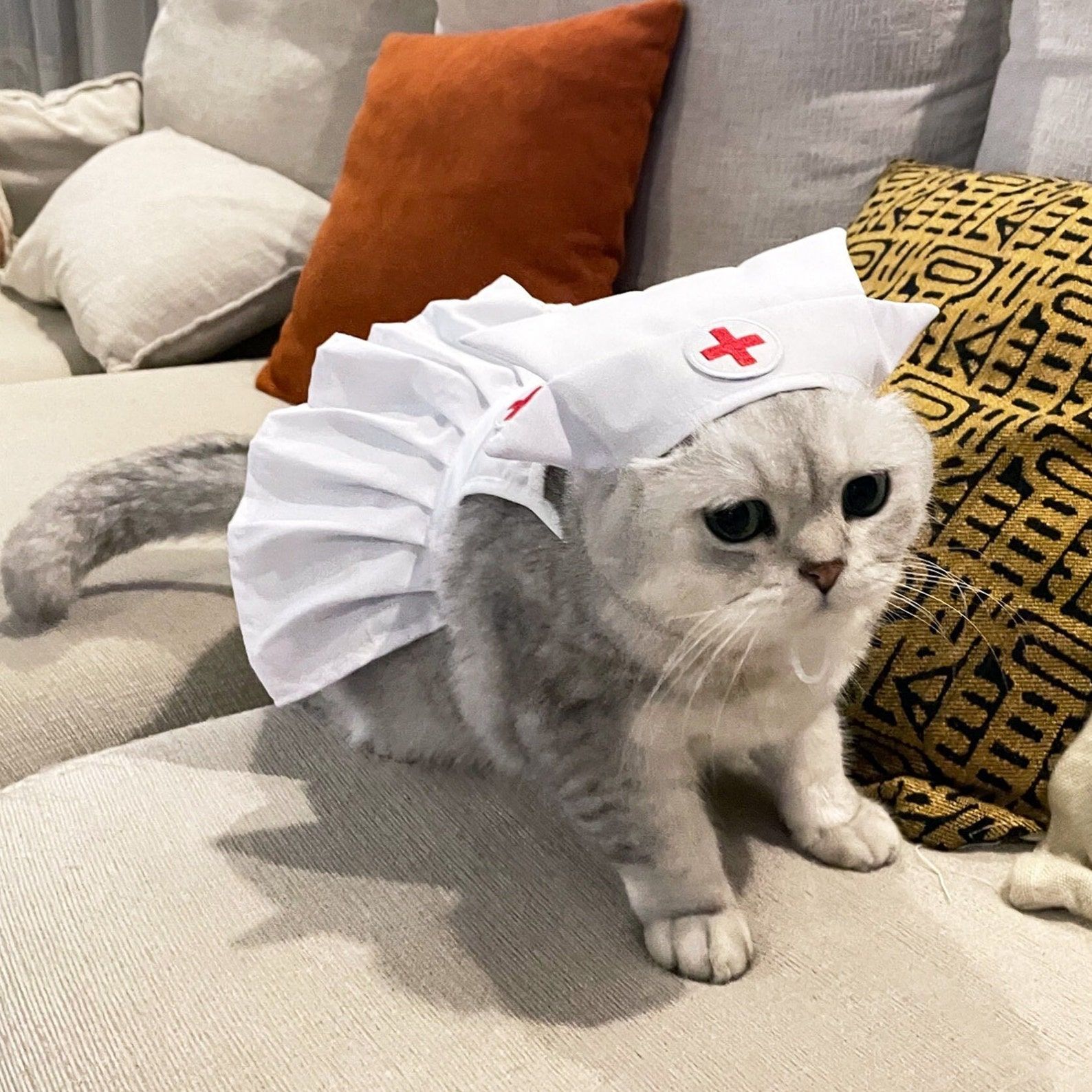 Cat in nurse outfit best sale