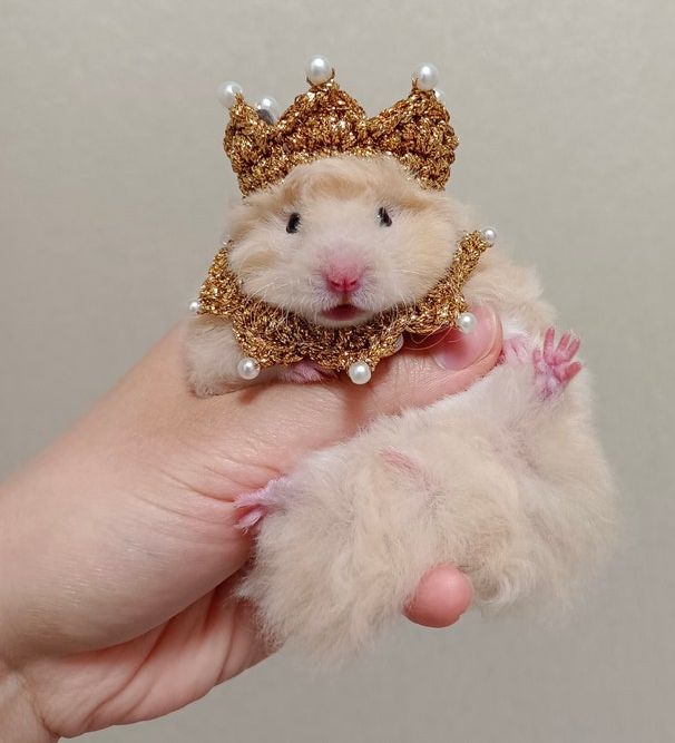 Golden Crown and Collar Hamster Costume