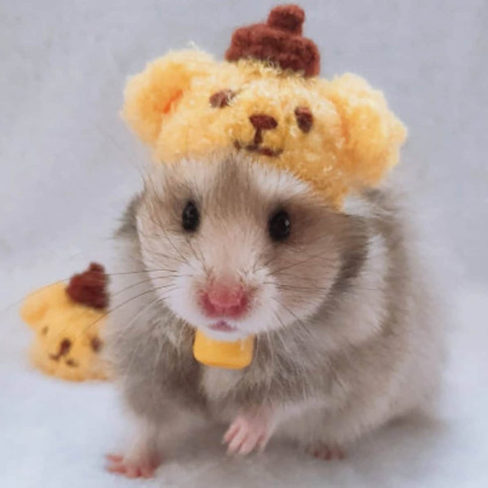 Teddy Bear Hamster Costume