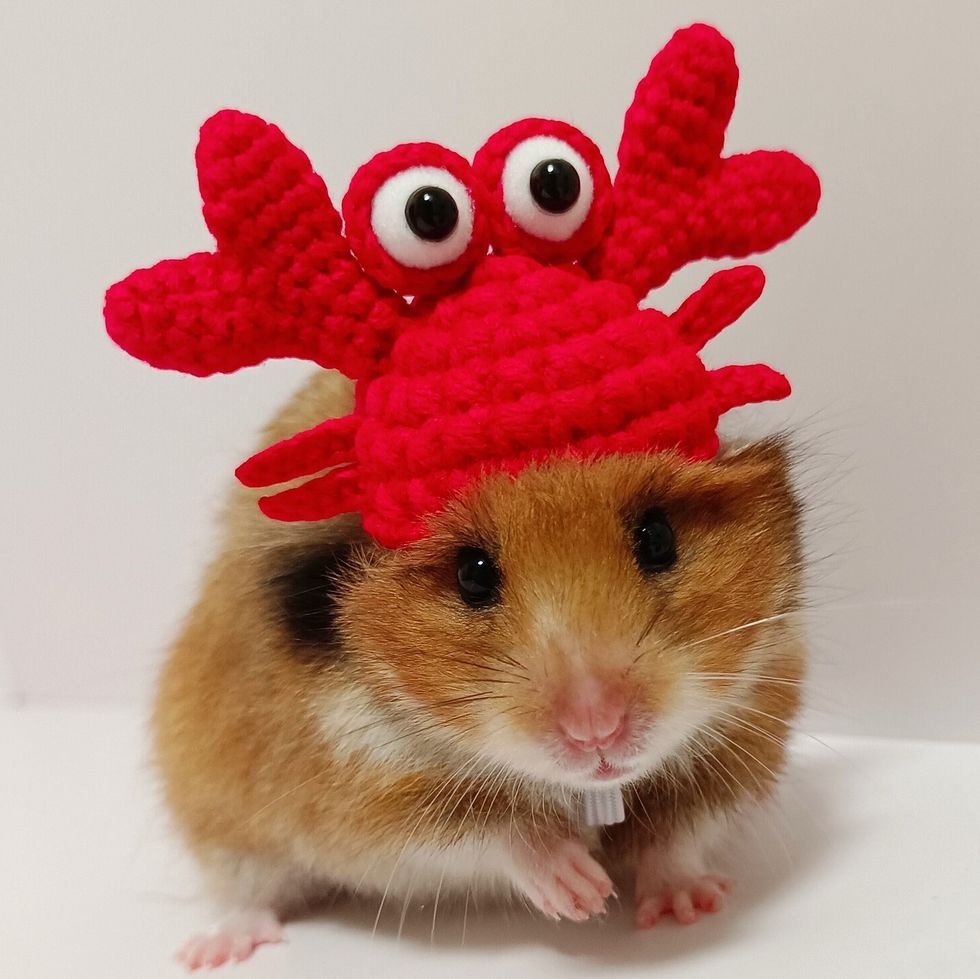 Crab Hamster Costume