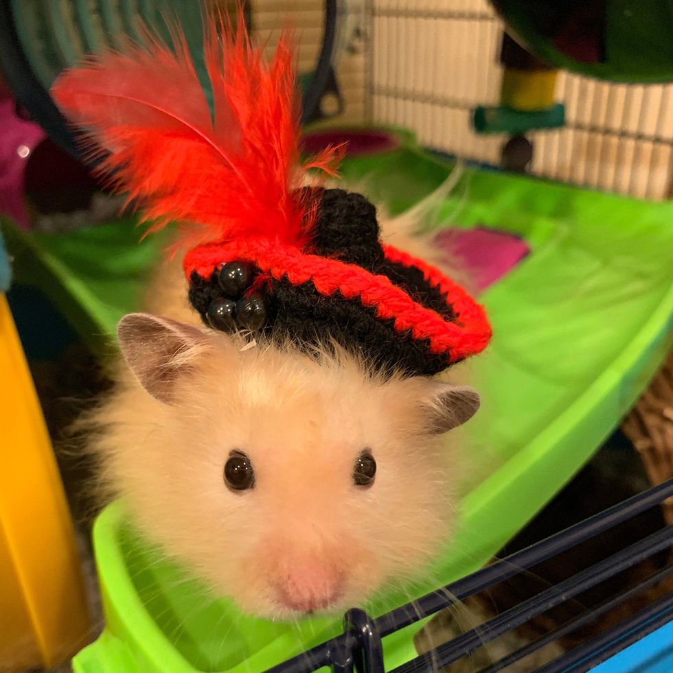 Pirate Costume for Hamsters