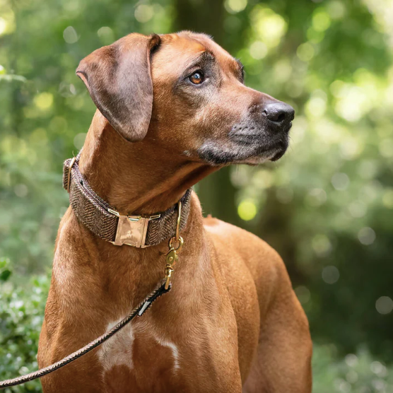 Herringbone Tweed Buckle Collar in Pumpernickel