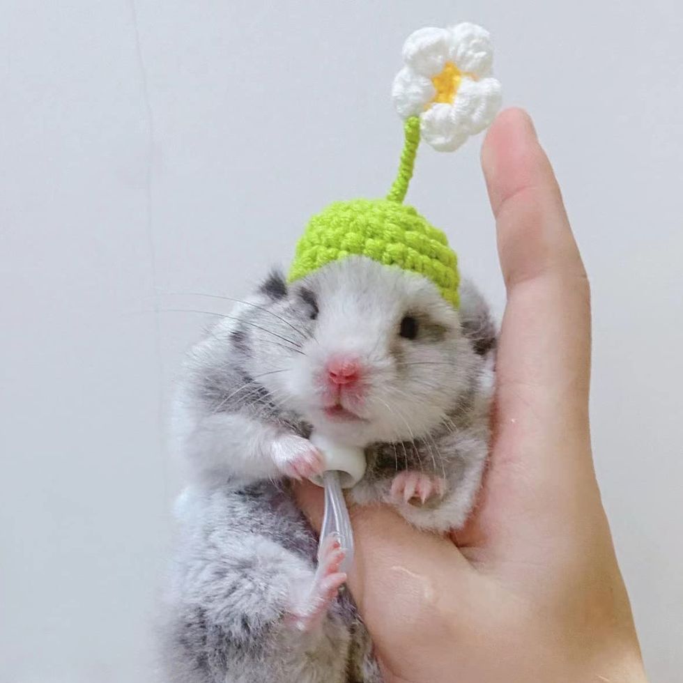 Flower Hamster Hat