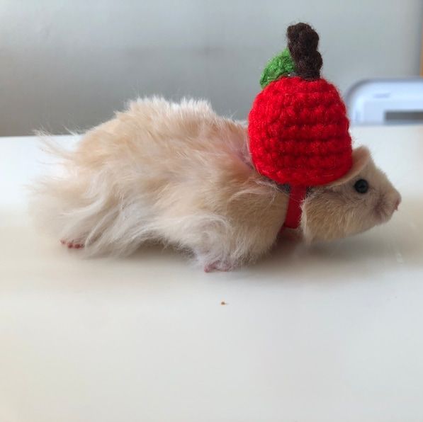 Apple Hamster Costume