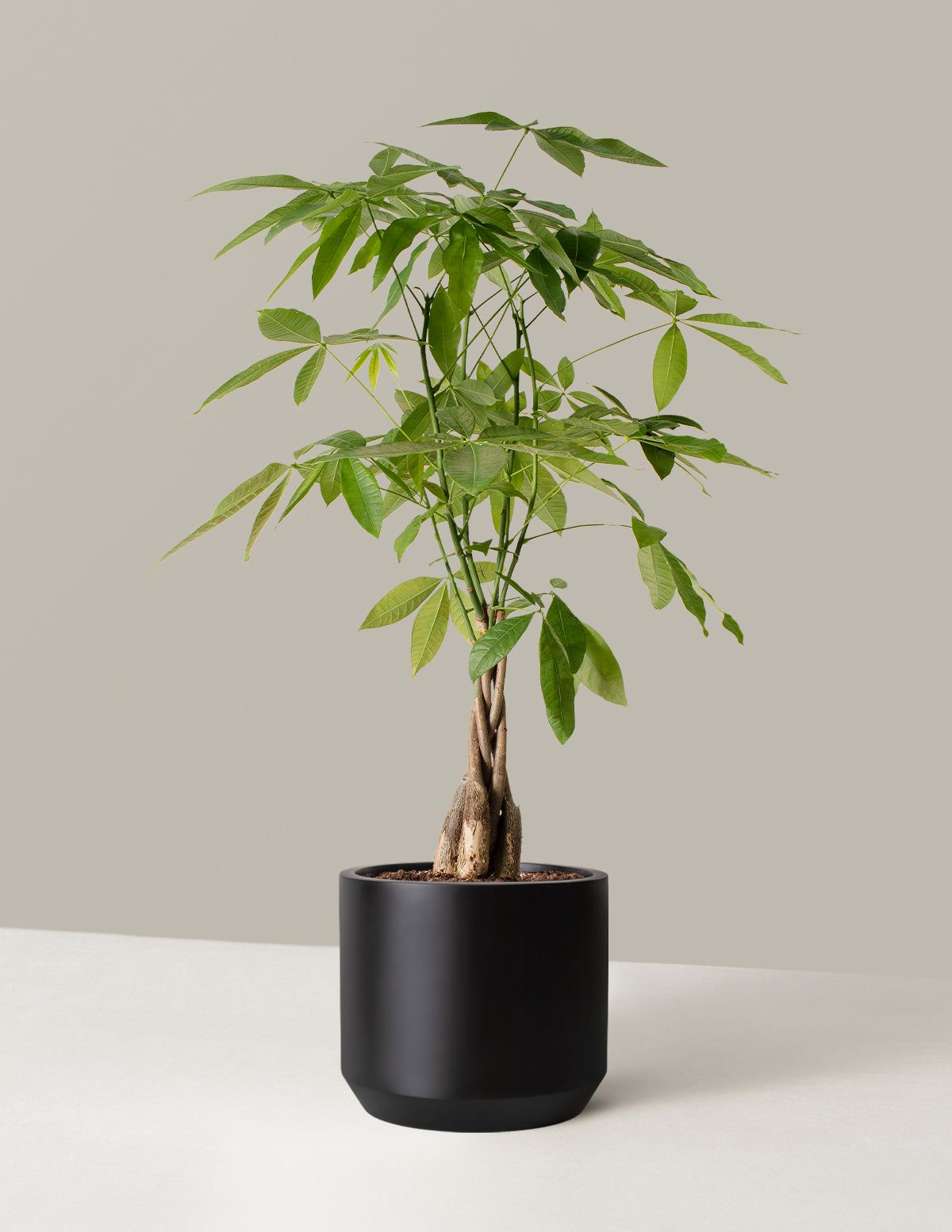 Bonsai tree toxic outlet to cats