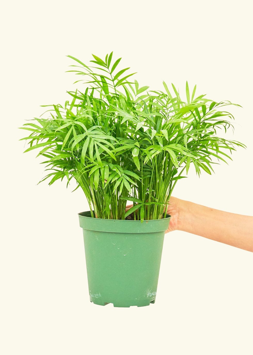Parlor Palm
