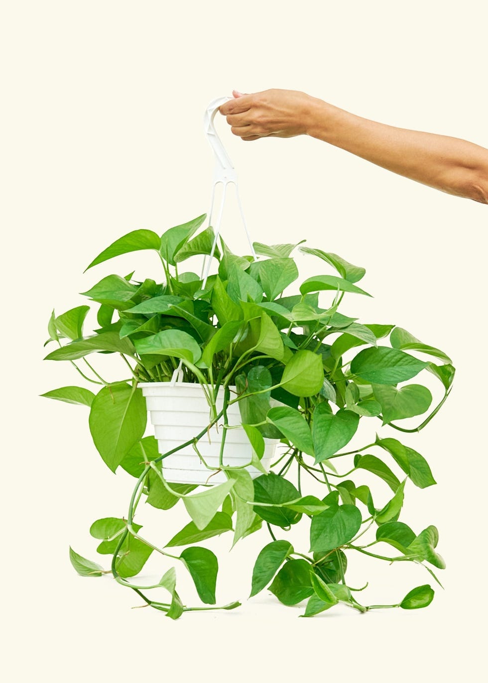 Pothos Plant