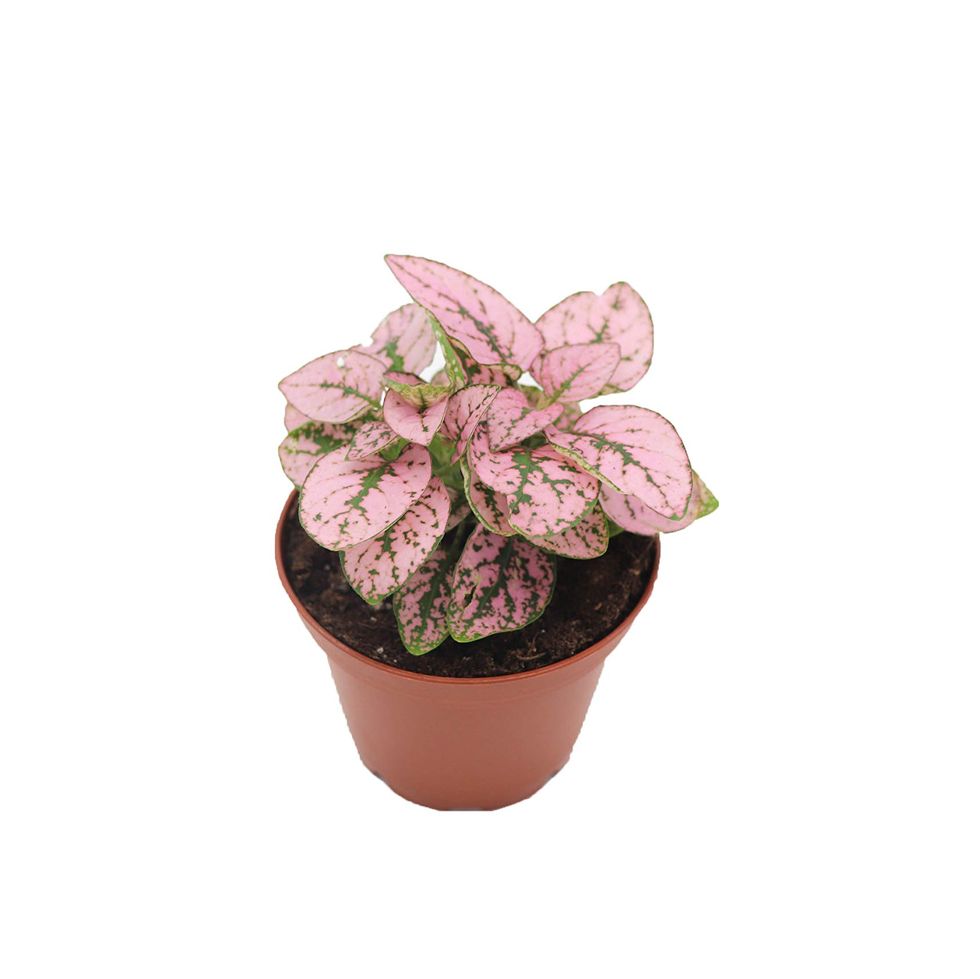 Pink Polka Dot Plant, 3-inch pot
