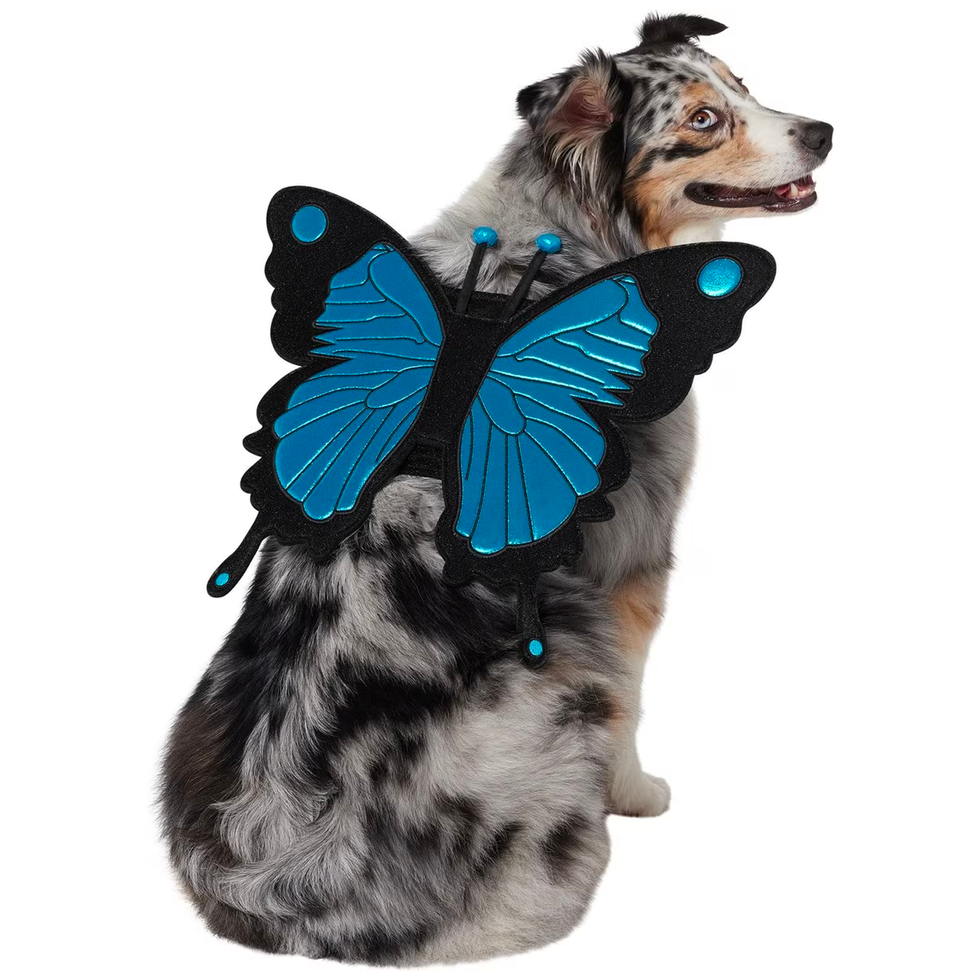 Magical Butterfly Wings Dog Costume