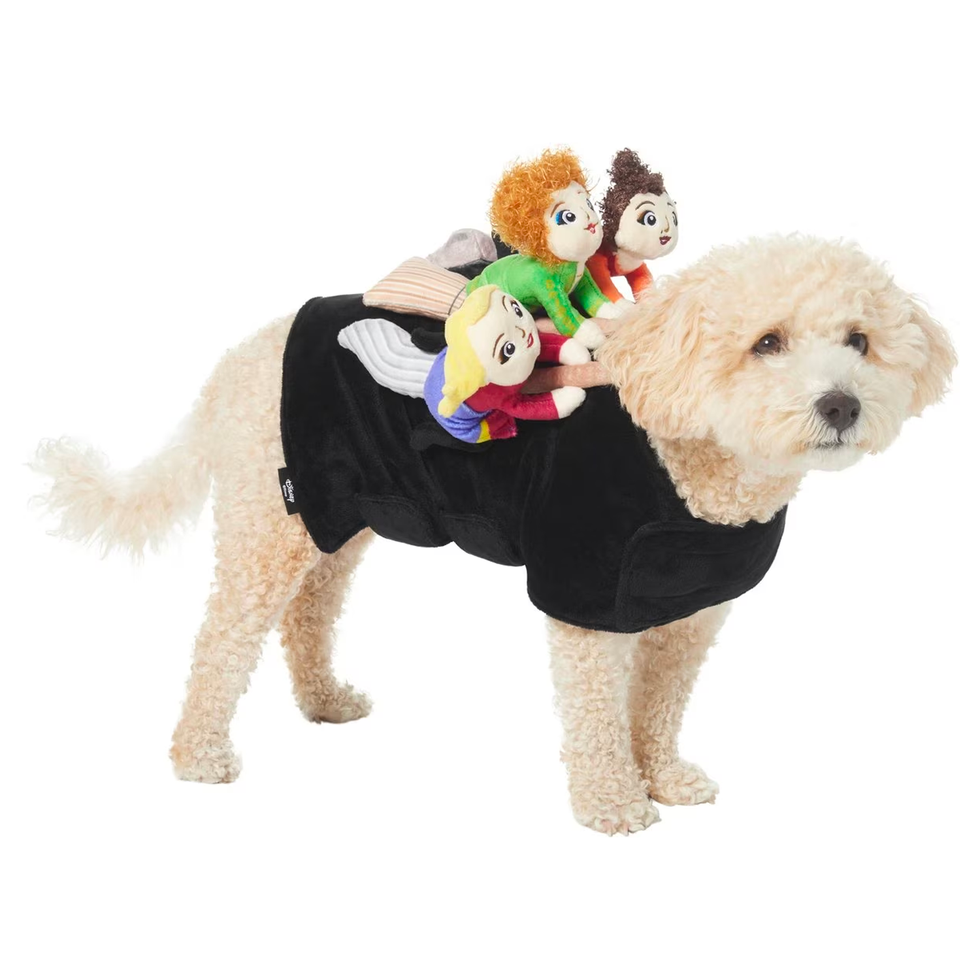 Hocus Pocus Ride-On Sanderson Sisters Dog Costume