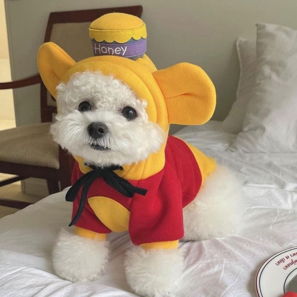 45 Best Dog Halloween Costumes 2023 - Cute Dog Costume Ideas