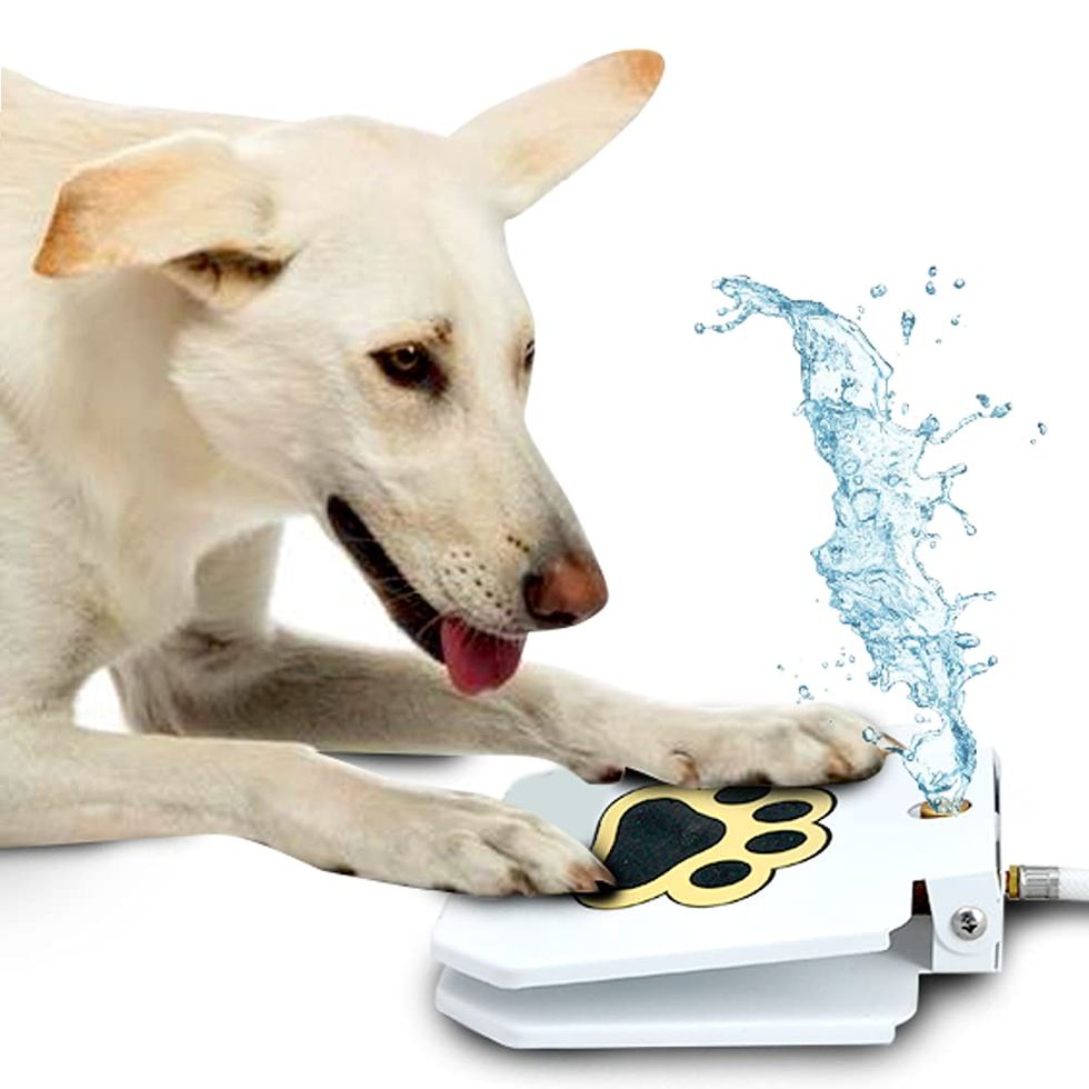 Outdoor Dog Drinking Water Fountain
