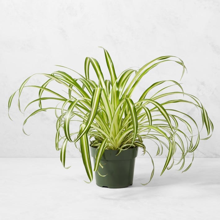 6" Live Spider House Plant