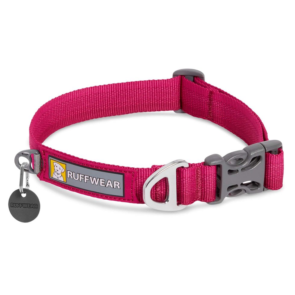 7 best small dog collars of 2023, approved by vets