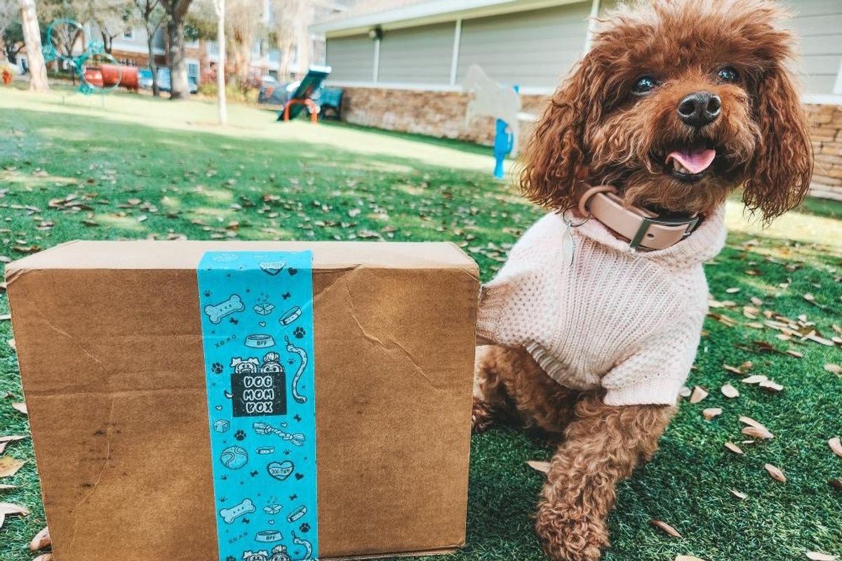 Dog clothes 2024 subscription box