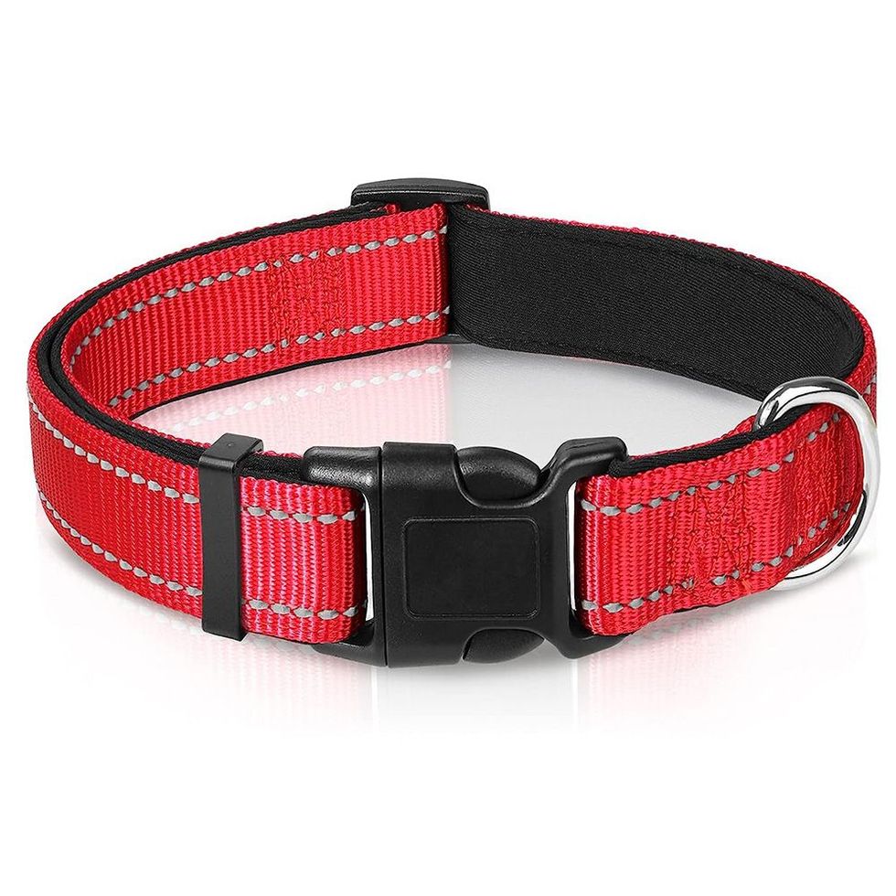 Best Dog Collars 2023 - Forbes Vetted