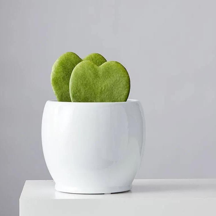 Buy Cactus Window Set Online in the USA – Grounded