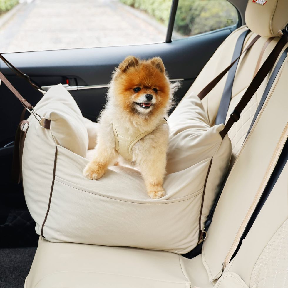 Car Seat for Small Dog