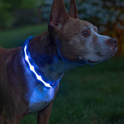 Light-Up Dog Collar