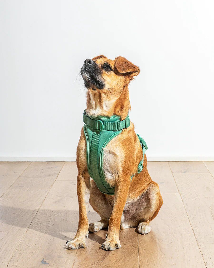 Top 2024 dog harnesses