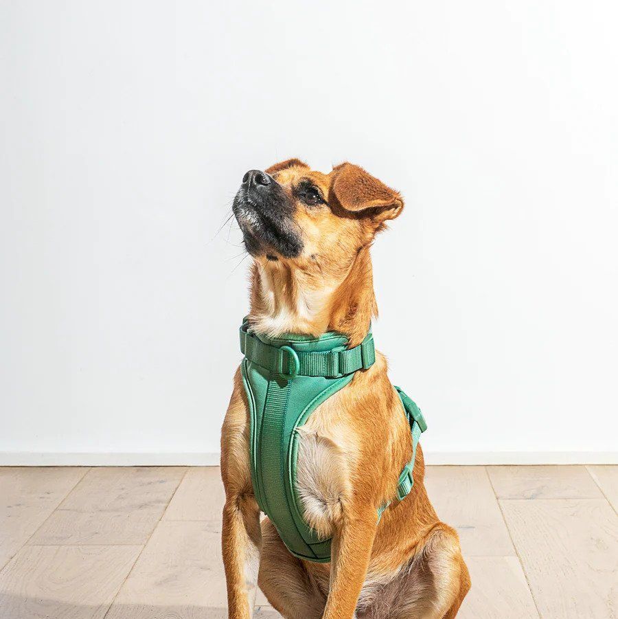 11 Best Dog Harnesses of 2023, Tested and Reviewed