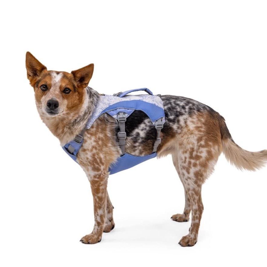 The 12 Best Dog Harnesses of 2023
