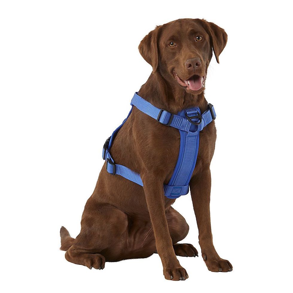 Best Small Dog Harness 2023