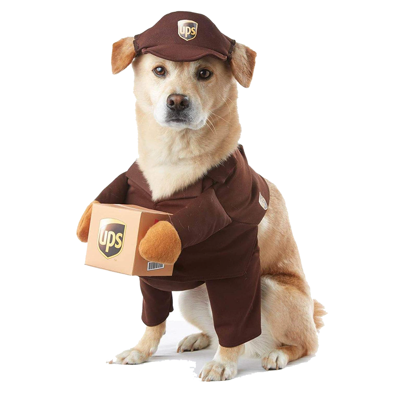 Dog Halloween Costumes: Cute No-Sew DIY Ideas
