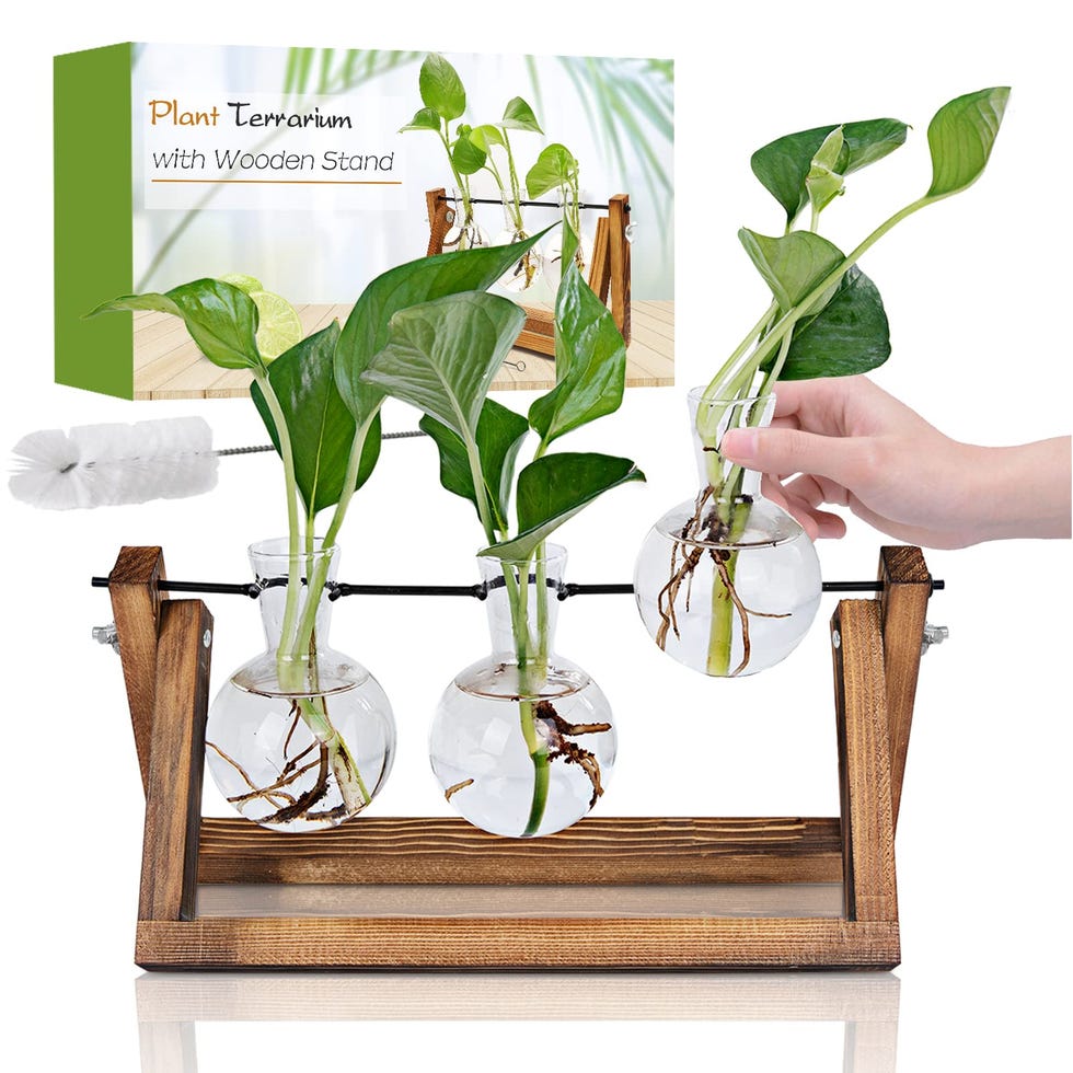Plant Terrarium With Wooden Stand 