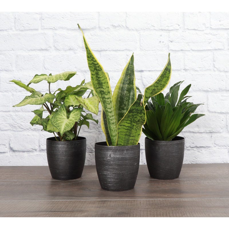 Live Low Light Houseplants (Set of 3)