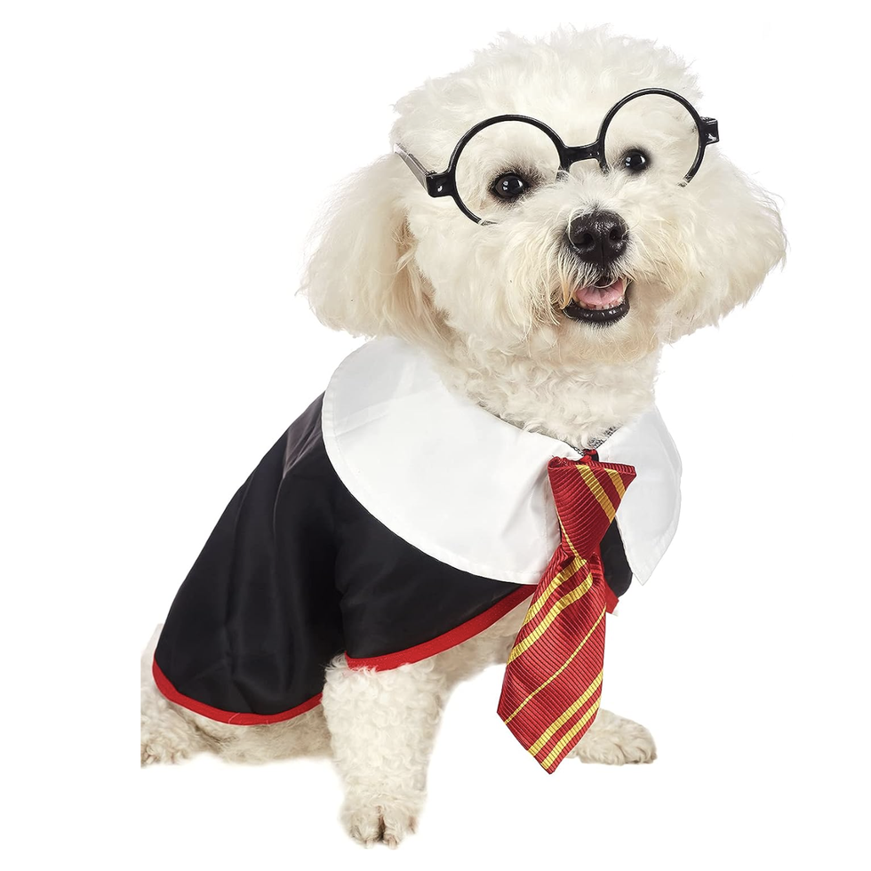 15 best dog Halloween costumes for 2021