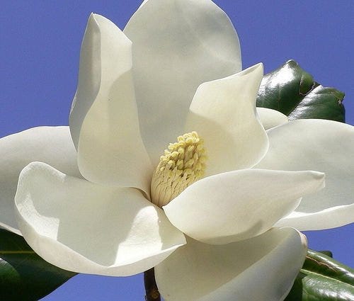 Magnolia