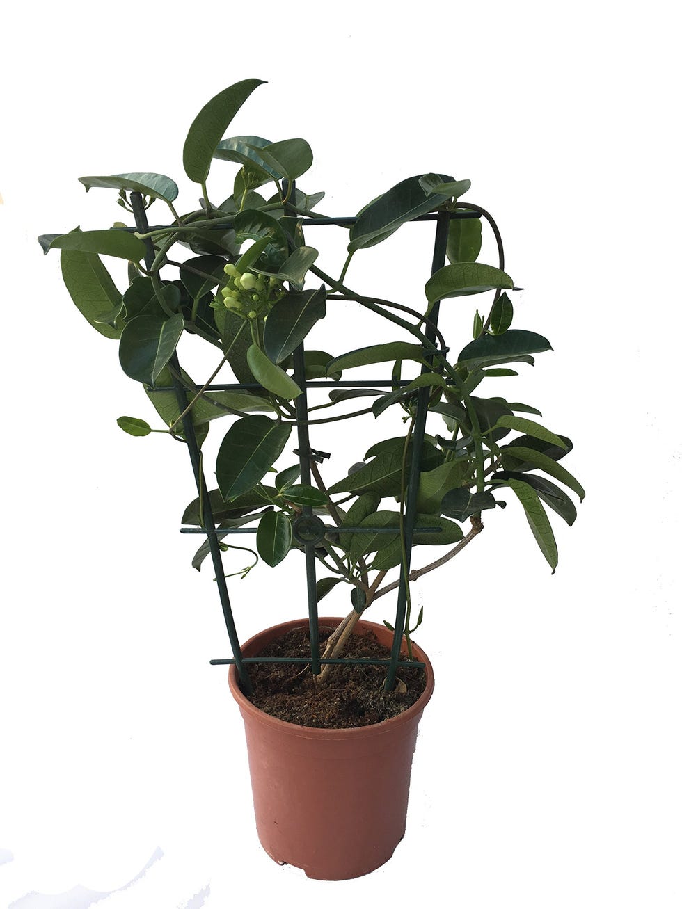 Jazmín de Madagascar - Stephanotis - Maceta 12cm. - Altura aprox. 45cm. - Planta viva - (Envíos sólo a Península)